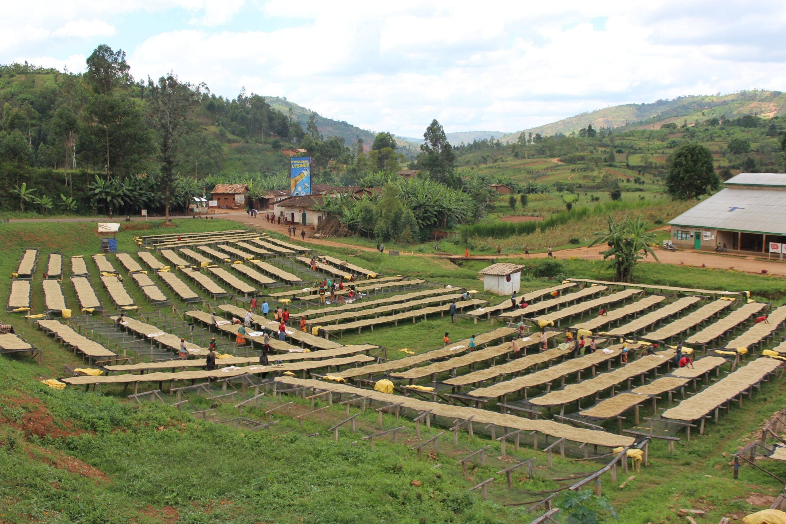 Decaf Burundi Rotheca Swiss Water Process