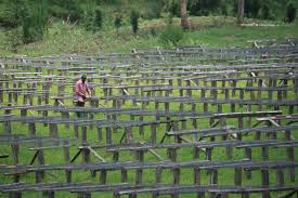 Decaf Burundi Rotheca Swiss Water Process - Image 2