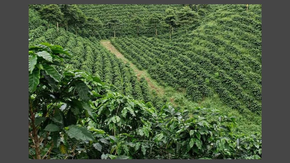 Colombia Tolima Honey Process