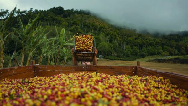 Decaf Costa Rica Swiss Water