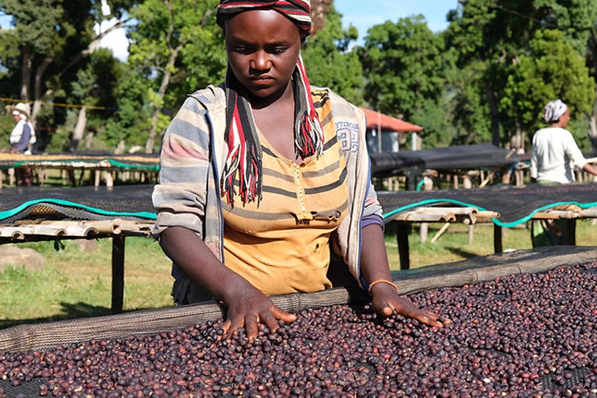 Decaf Ethiopia Sidama Natural Swiss Water Process