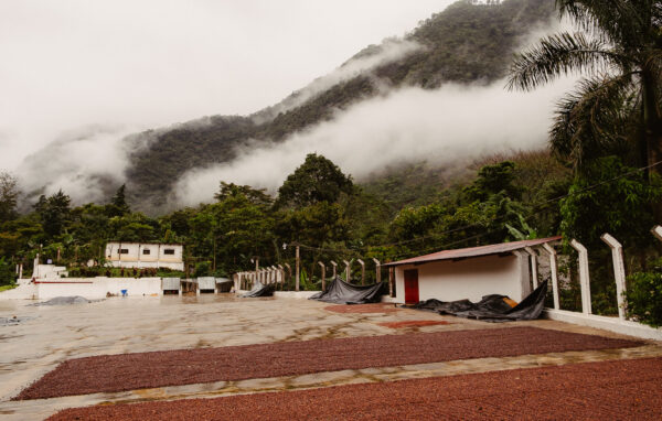 Guatemala Huehuetenango La Bolsa, Natural Process