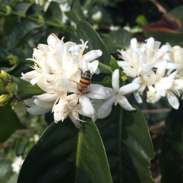 Colombia Gesha Finca El Jardin