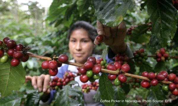 Decaf Nicaragua Elixir Swiss Water