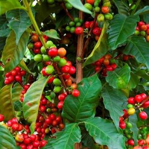 rwanda-huye-mountain-coffee