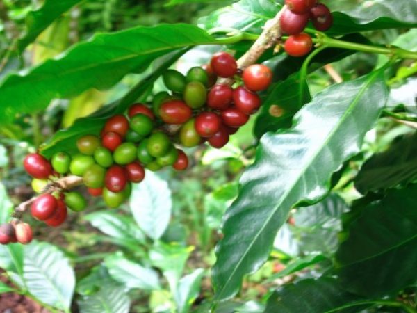 Ethiopia Yirgacheffe