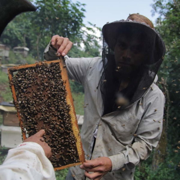 coffee-blossom-honey-hive