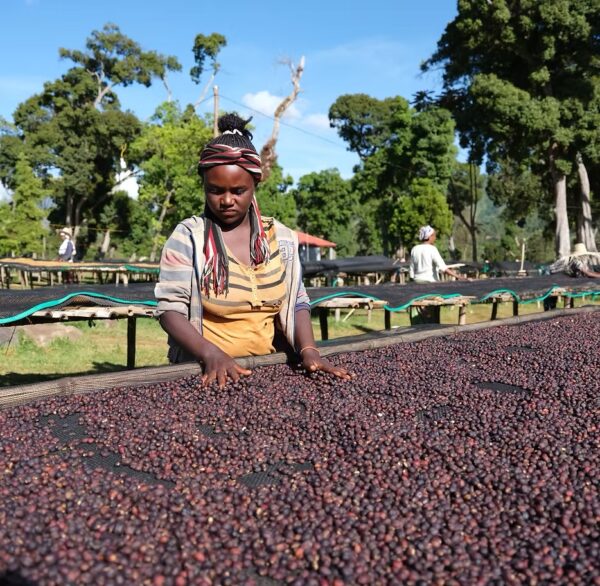 Ethiopia Ardi Natural