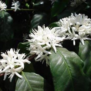 White flowers