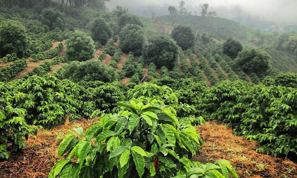 Costa Rica Santa Maria de Dota Washed